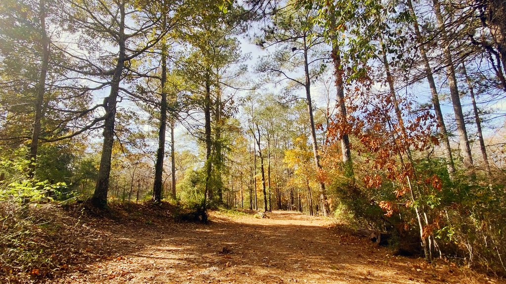 The Trail